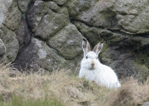Mountain hare, Dovestone