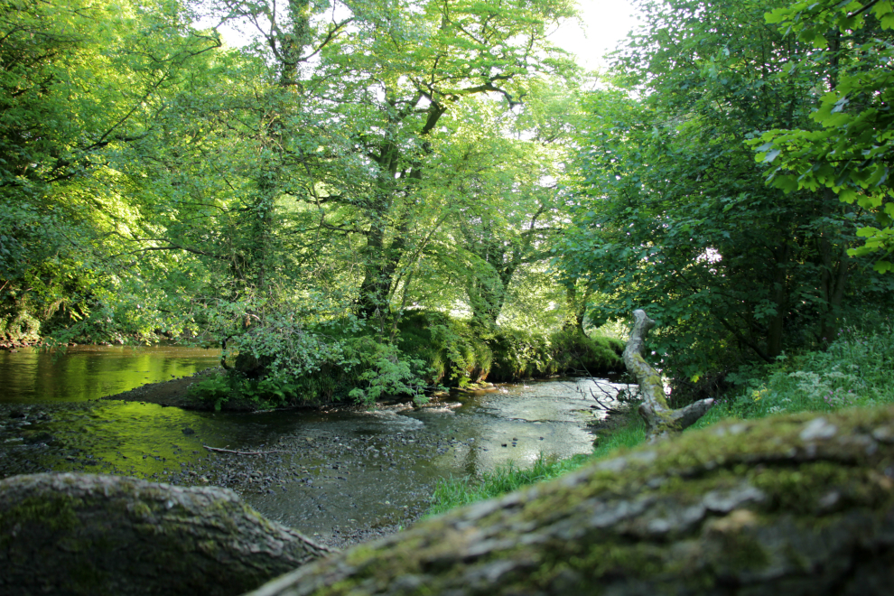 River Nidd at Limekiln Wood