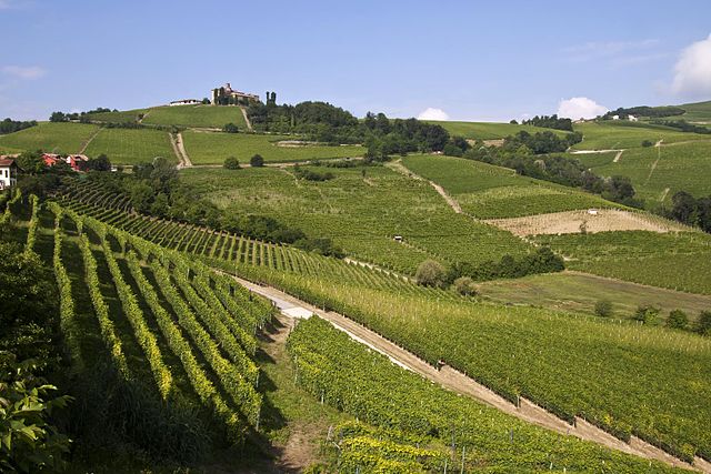 Vineyards at Nizza