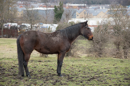 Horse by the Spen Valley Greenway