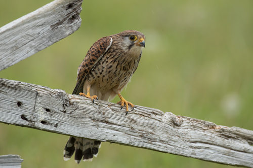 Kestrel