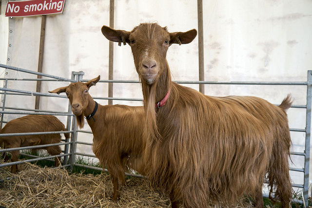 Goats at the Penistone Show