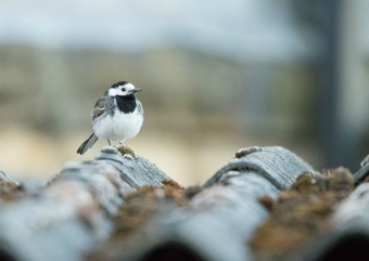 Pied wagtail, Yorkshire