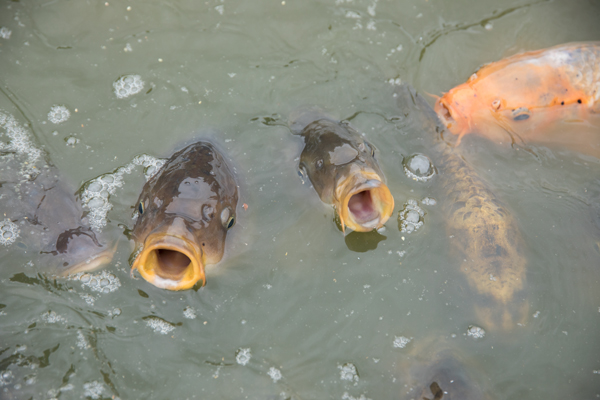 Gaping fish at Burnby Hall