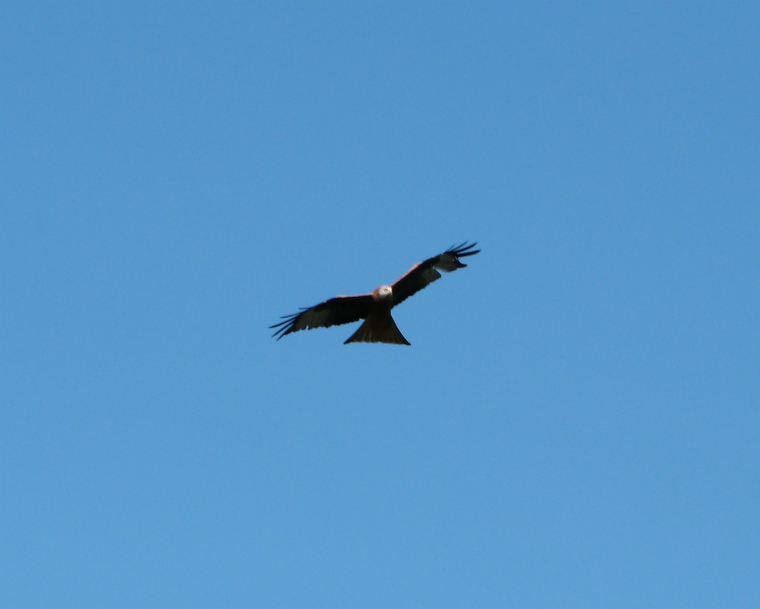 Red kite at Harewood