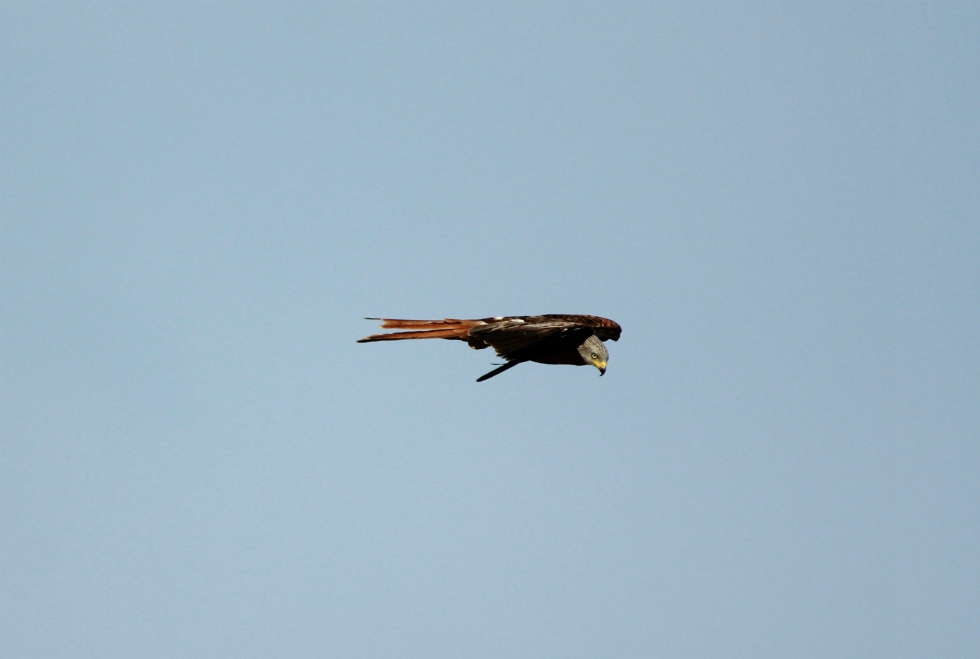 Red kite over the Yorkshire Showground