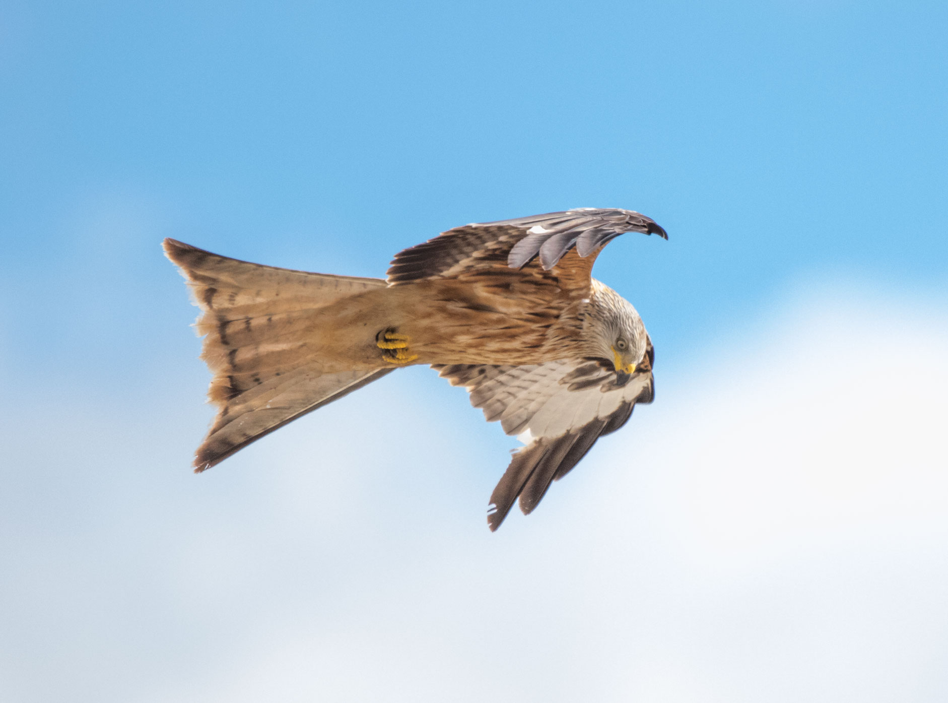 Red kite, Yorkshire Showground