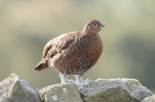 Red grouse, Kex Gill