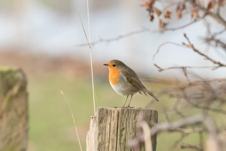 Robin, Yorkshire Showground
