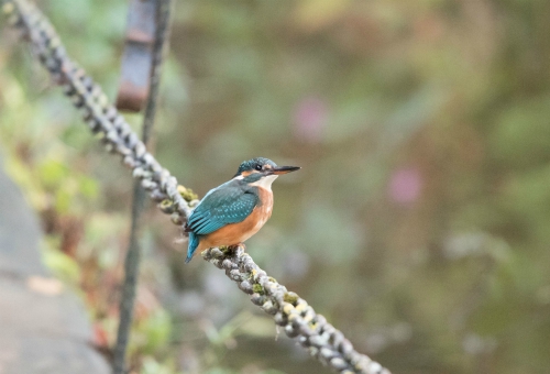 Kingfisher, Roberts Park