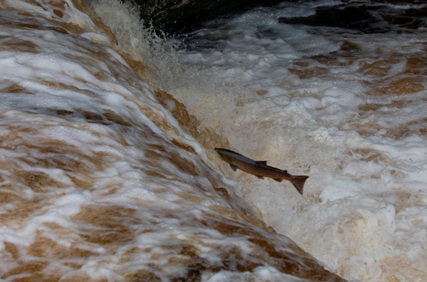 Salmon leaping at Stainforth Force