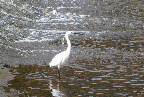 Little egret seen from Five Weirs Walk