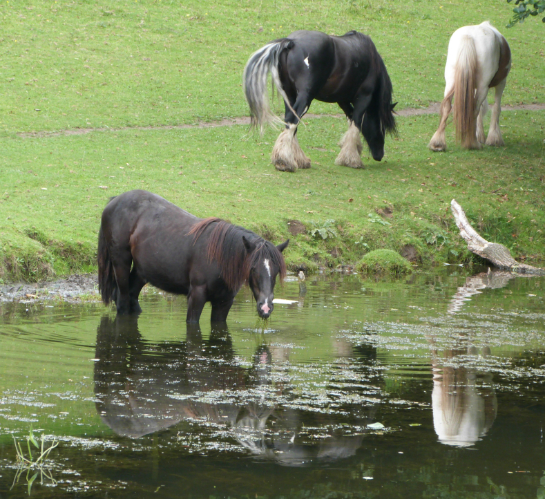 Horses by the Leeds & Liverpool canal