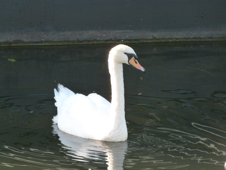Swan on Leeds & Liverpool canal