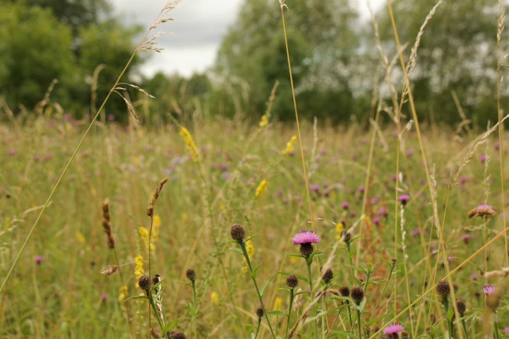 Wild flower meadow in Stonefall Park, Harrogate
