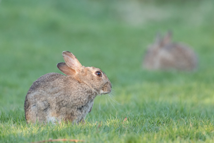 Rabbit, Harrogate Stray