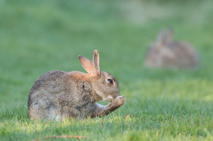 Rabbit, Harrogate Stray