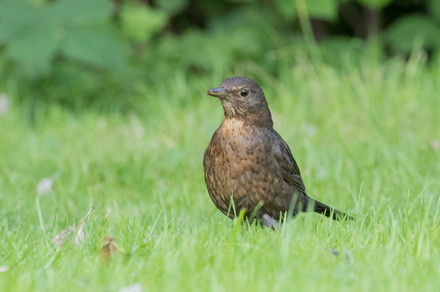 Hen blackbird on Harrogate Stray