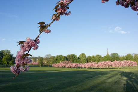 Cherry blossom on Harrogate Stray