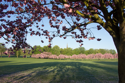 Cherry blossom on Harrogate Stray