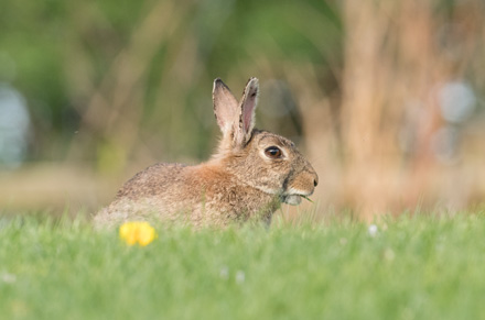 Rabbit on Harrogate Stray