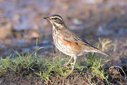 Redwing on Harrogate Stray