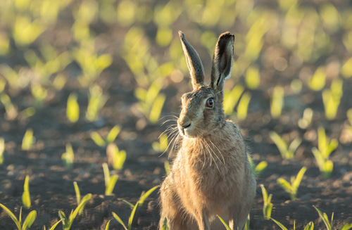 Brown hare, Watergate Road