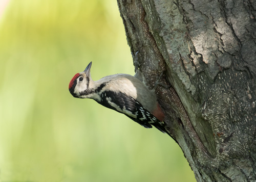 Great Spotted Woodpecker, High Batts