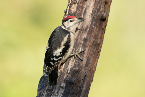 Great Spotted Woodpecker