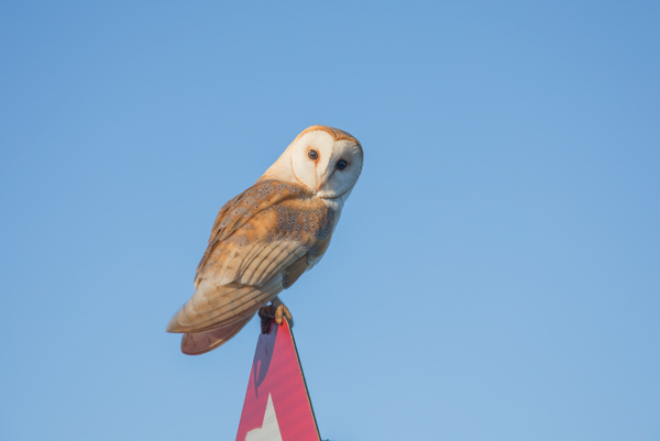 Barn owl, Wensleydale