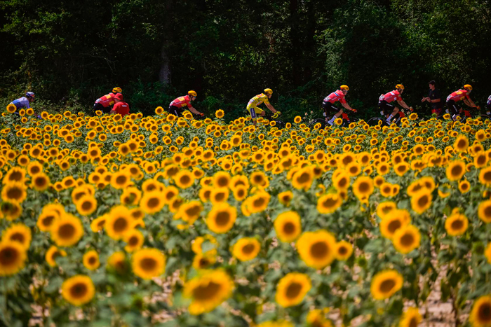 Torstein Traeen rides past sunflowers, by ASO/Charly Lopez